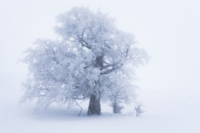 Manteau blanc